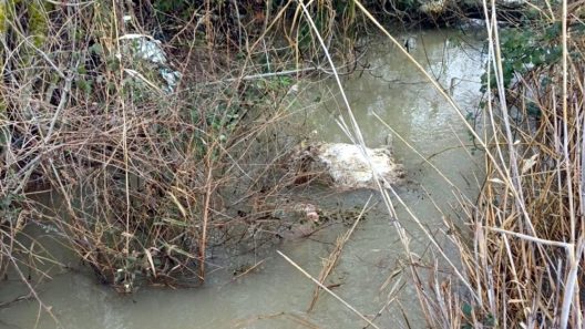 Ηλεία: Δεκάδες νεκρά πρόβατα στον ποταμό Αλφειό, έκτακτη σύσκεψη ΦΩΤΟ
