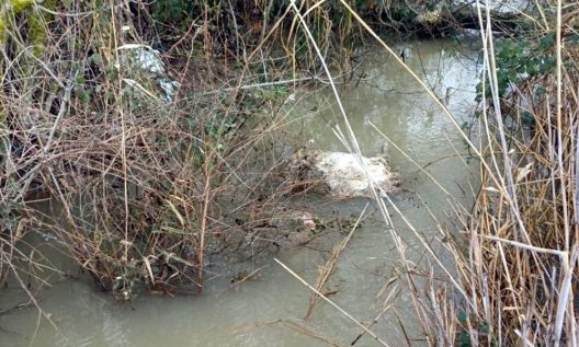 Ηλεία: Δεκάδες νεκρά πρόβατα στον ποταμό Αλφειό, έκτακτη σύσκεψη ΦΩΤΟ