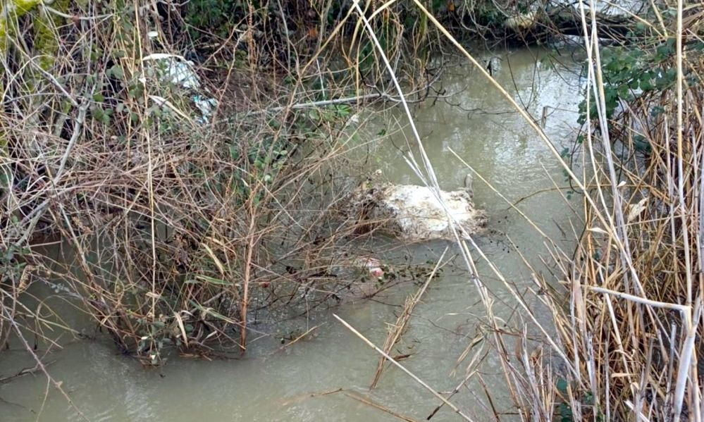 Ηλεία: Δεκάδες νεκρά πρόβατα στον ποταμό Αλφειό, έκτακτη σύσκεψη ΦΩΤΟ 25 Ηλεία: Δεκάδες νεκρά πρόβατα στον ποταμό Αλφειό, έκτακτη σύσκεψη ΦΩΤΟ