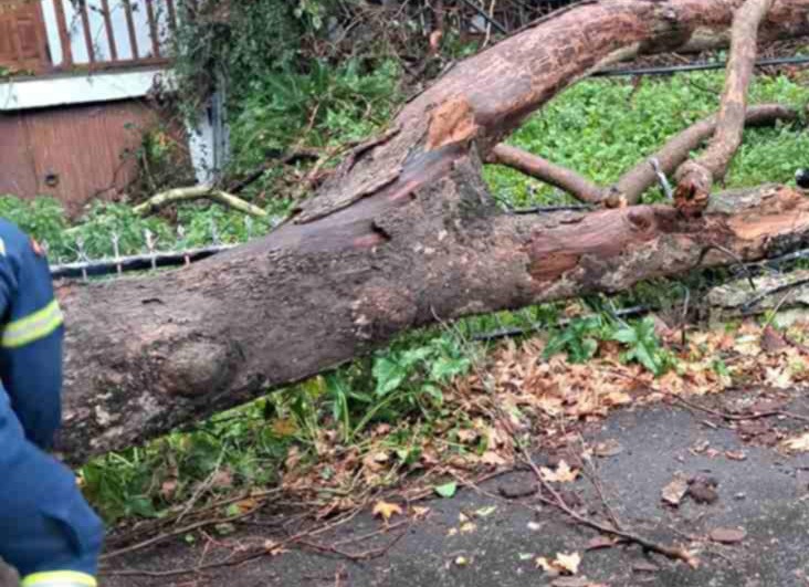 Αχαΐα: Οι άνεμοι «σαρώνουν» - Πάνω από 100 περιστατικά πτώσης δέντρων - Οι περιοχές που χτύπησε η κακοκαιρία ΦΩΤΟ