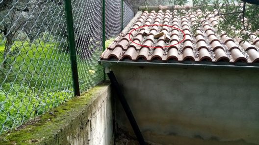 ΚΛΟΠΕΣ ΡΩΜΑΝΟΥ