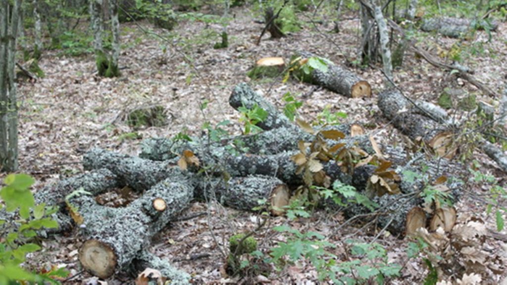 Στροφυλιά: Απόπειρα τραυματισμού δασοφύλακα από παράνομους υλοτόμους