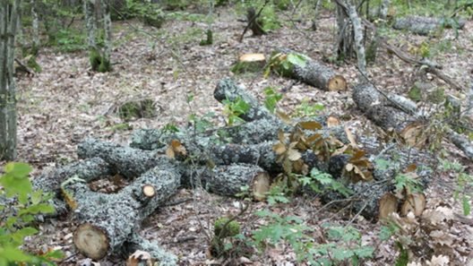Στροφυλιά: Απόπειρα τραυματισμού δασοφύλακα από παράνομους υλοτόμους