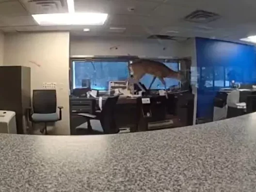 Ελάφι εγκλωβίστηκε μέσα σε Τράπεζα ΒΙΝΤΕΟ