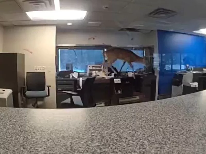 Ελάφι εγκλωβίστηκε μέσα σε Τράπεζα ΒΙΝΤΕΟ