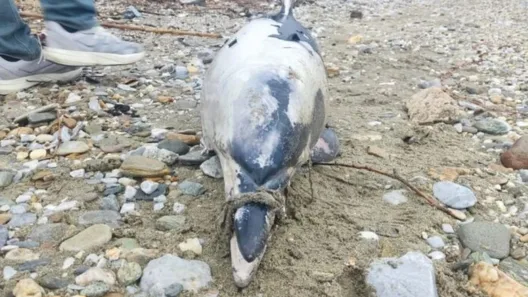 Βόλος: Νεκρό δελφίνι με δεμένο το ρύγχος ΦΩΤΟ