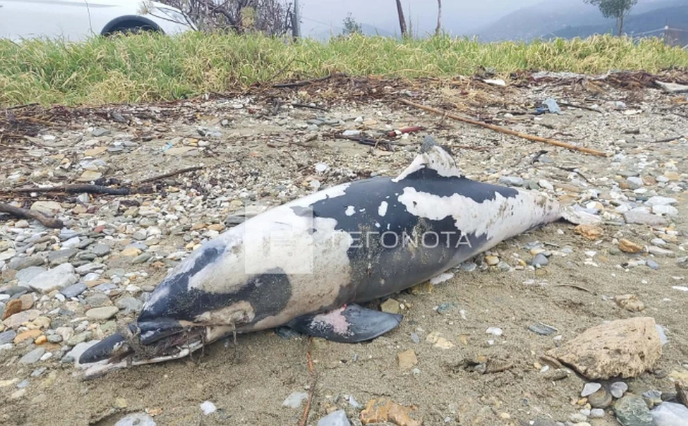Βόλος: Νεκρό δελφίνι με δεμένο το ρύγχος ΦΩΤΟ