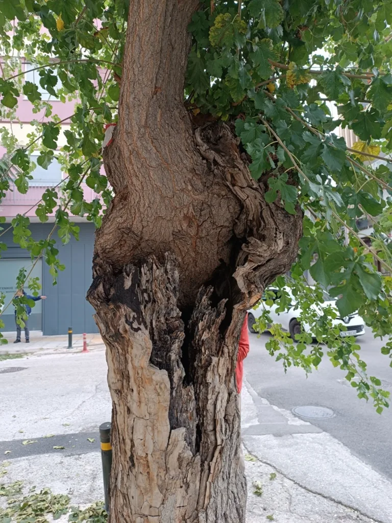 Ο Δήμος Πατρέων για την κοπή δένδρων επί της Σολωμού ΦΩΤΟ 29 Ο Δήμος Πατρέων για την κοπή δένδρων επί της Σολωμού ΦΩΤΟ