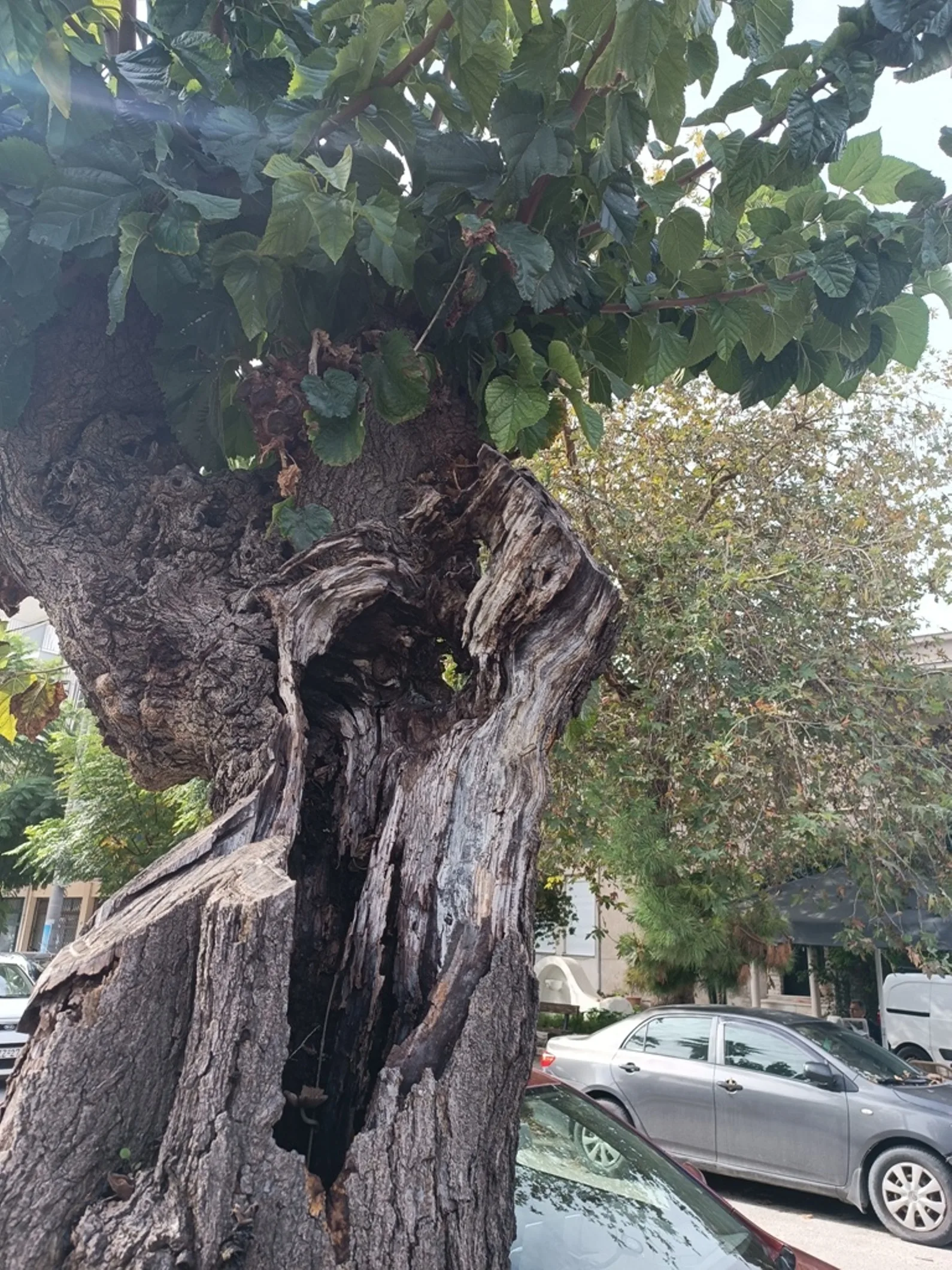 Ο Δήμος Πατρέων για την κοπή δένδρων επί της Σολωμού ΦΩΤΟ