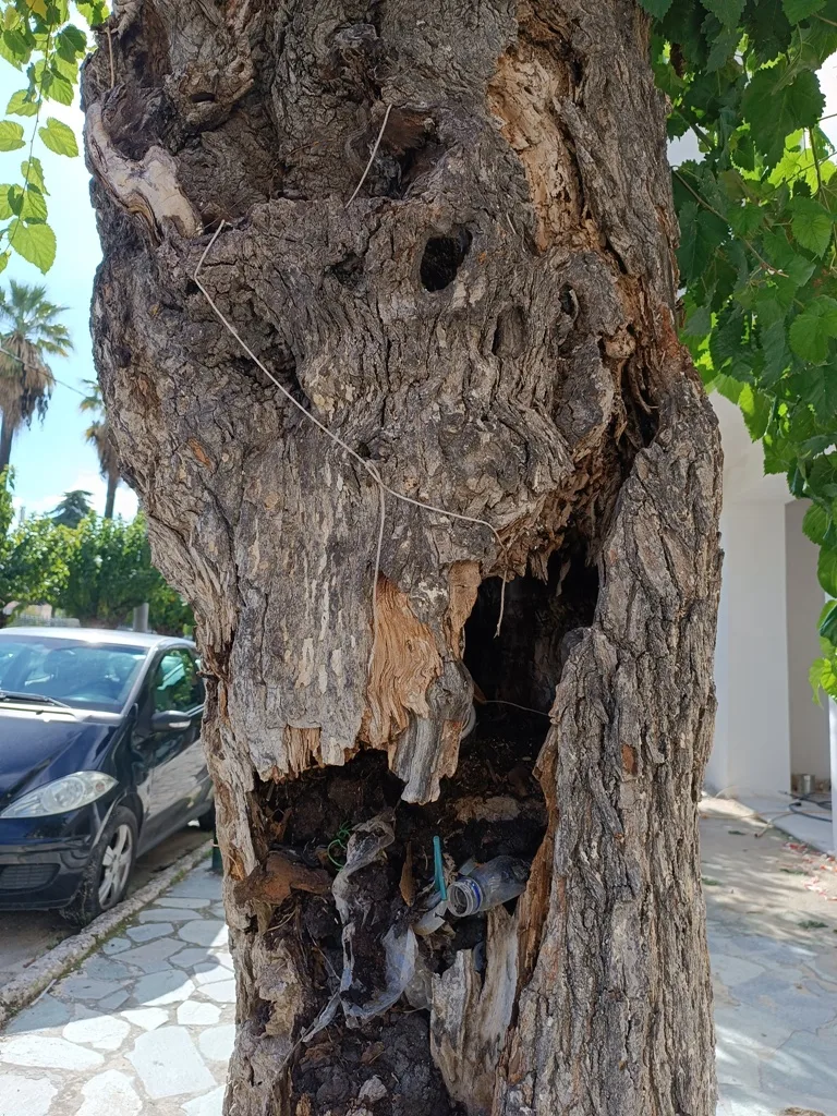 Ο Δήμος Πατρέων για την κοπή δένδρων επί της Σολωμού ΦΩΤΟ 31 Ο Δήμος Πατρέων για την κοπή δένδρων επί της Σολωμού ΦΩΤΟ