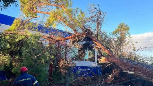 Ηλεία: Μεγάλο πεύκο έπεσε στο τρένο Πύργος – Κατάκολο ΒΙΝΤΕΟ - ΦΩΤΟ