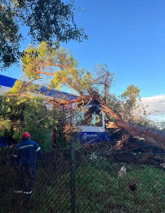 Ηλεία: Μεγάλο πεύκο έπεσε στο τρένο Πύργος – Κατάκολο ΒΙΝΤΕΟ - ΦΩΤΟ