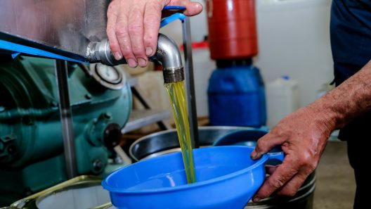 Ελλάδα: Η παραγωγή ελαιολάδου θα μειωθεί κατά 15% - Η τιμή