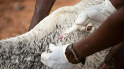 Ευλογιά των προβάτων: Προειδοποιήσεις για τυχόν χαλάρωση των μέτρων