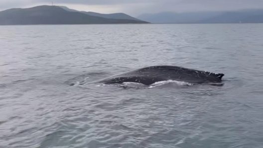 Φάλαινα στον Παγασητικό, επιχείρηση διάσωσης ΒΙΝΤΕΟ