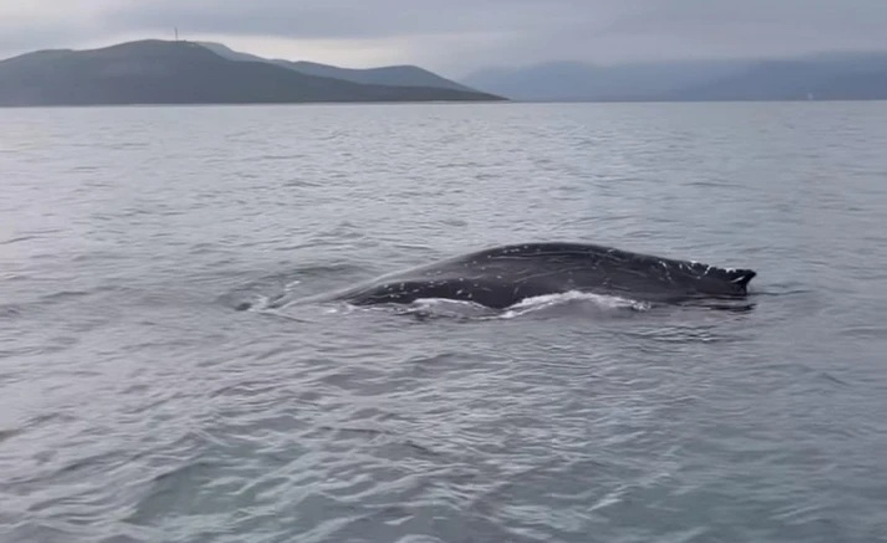 Φάλαινα στον Παγασητικό, επιχείρηση διάσωσης ΒΙΝΤΕΟ 29 Φάλαινα στον Παγασητικό, επιχείρηση διάσωσης ΒΙΝΤΕΟ