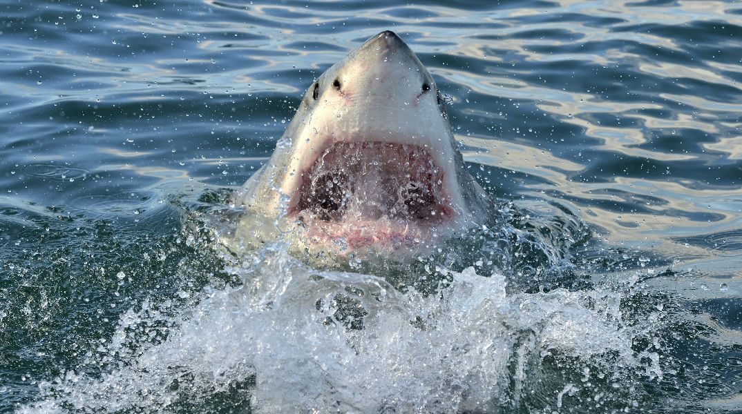 Σίδνεϋ: Πέθανε ο 12χρονος που δέχθηκε επίθεση καρχαρία ΦΩΤΟ