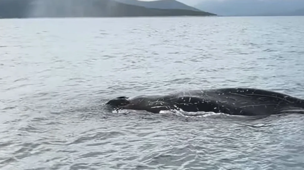 Βόλος: Εντοπίστηκε φάλαινα δίπλα σε ψαράδες ΒΙΝΤΕΟ