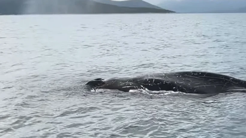 Βόλος: Εντοπίστηκε φάλαινα δίπλα σε ψαράδες ΒΙΝΤΕΟ