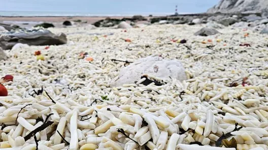 Παραλία γέμισε από εκατομμύρια πατάτες ΦΩΤΟ