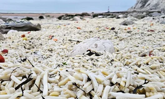Παραλία γέμισε από εκατομμύρια πατάτες ΦΩΤΟ 25 Παραλία γέμισε από εκατομμύρια πατάτες ΦΩΤΟ