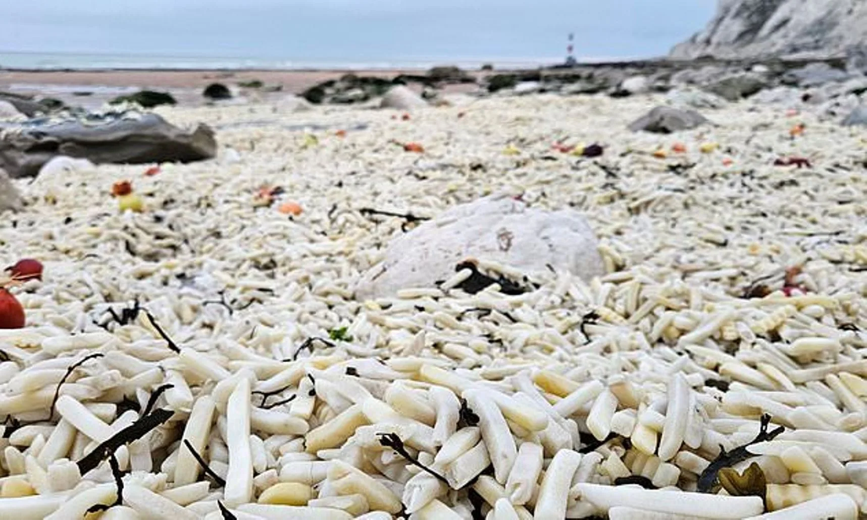 Παραλία γέμισε από εκατομμύρια πατάτες ΦΩΤΟ