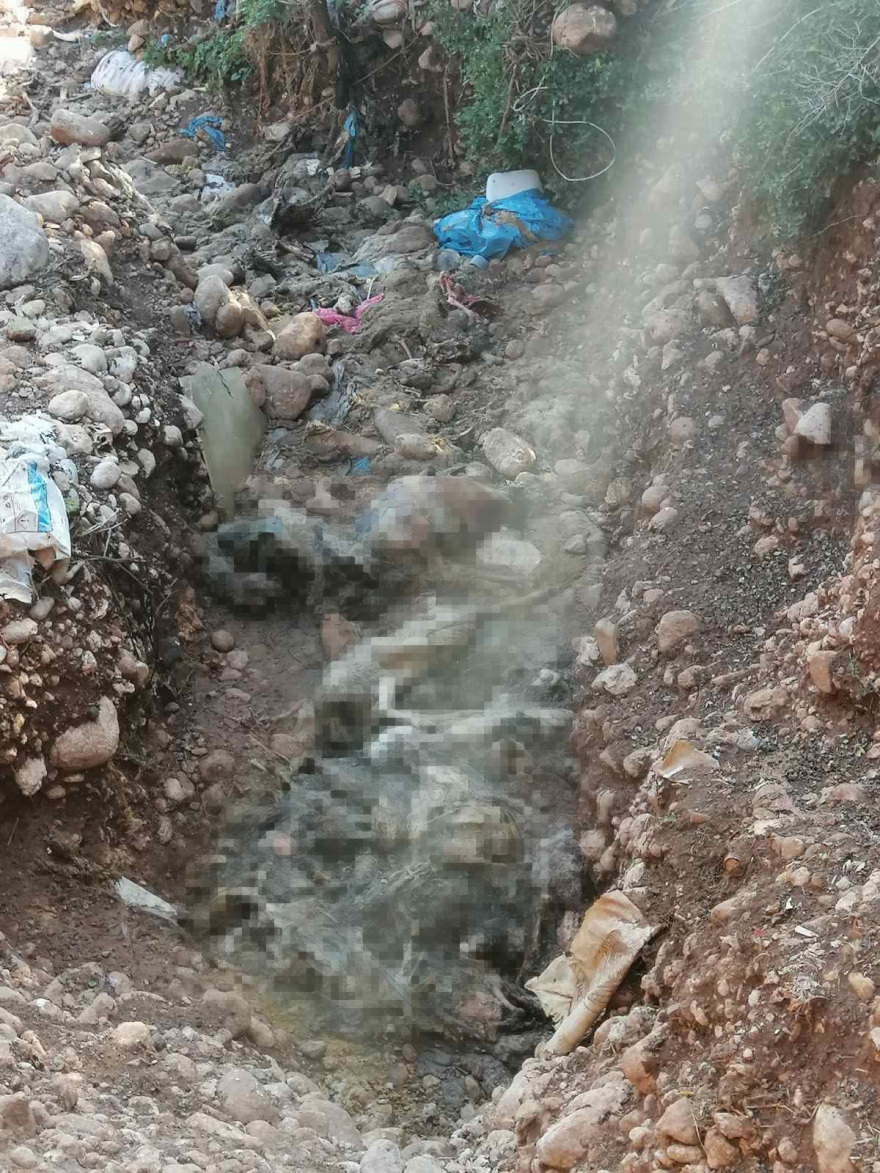 Ηλεία: Δεκάδες νεκρά πρόβατα στον ποταμό Αλφειό, έκτακτη σύσκεψη ΦΩΤΟ