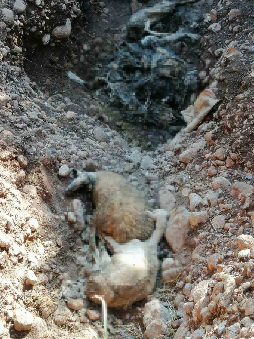 Ηλεία: Δεκάδες νεκρά πρόβατα στον ποταμό Αλφειό, έκτακτη σύσκεψη ΦΩΤΟ