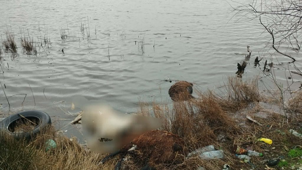 Πεταμένα νεκρά πρόβατα στη λιμνοθάλασσα του Αιτωλικού ΦΩΤΟ 30 Πεταμένα νεκρά πρόβατα στη λιμνοθάλασσα του Αιτωλικού ΦΩΤΟ