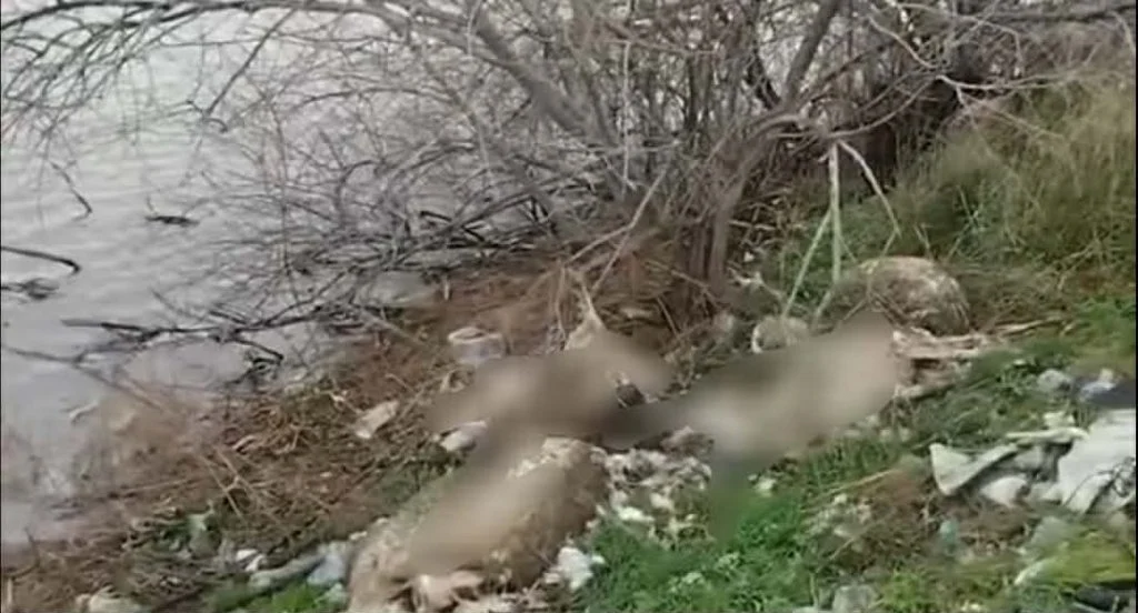 Πεταμένα νεκρά πρόβατα στη λιμνοθάλασσα του Αιτωλικού ΦΩΤΟ 29 Πεταμένα νεκρά πρόβατα στη λιμνοθάλασσα του Αιτωλικού ΦΩΤΟ
