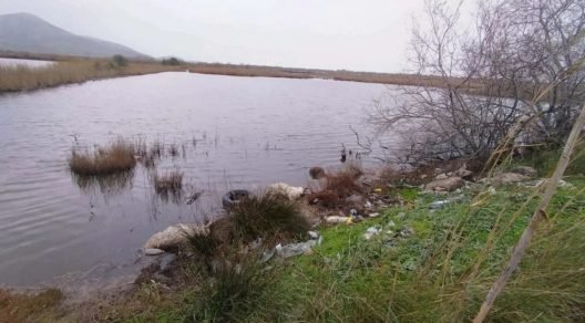 Πεταμένα νεκρά πρόβατα στη λιμνοθάλασσα του Αιτωλικού ΦΩΤΟ