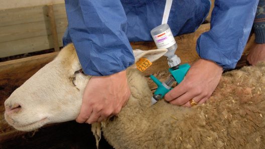 Αχαΐα: Εμβολιασμός ζώων για την ευλογιά και τον καταρροϊκό πυρετό