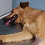 Ηλεία: Τραγική κατάληξη για τον σκύλο στην Αρετή