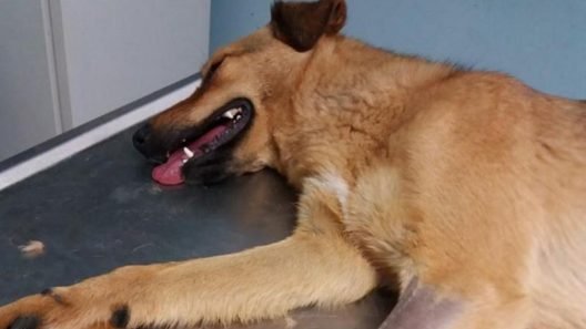 Τριφυλλία: Σκότωσαν σκύλο και τον κρέμασαν σε δένδρο, επικύρηξαν τον δράστη ΣΚΛΗΡΕΣ ΦΩΤΟ