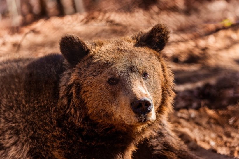 Διπλάσιες οι αρκούδες στην Ελλάδα 24 Διπλάσιες οι αρκούδες στην Ελλάδα