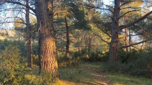 Πάτρα: Η Ελεκίστρα ζητά από τον Δένδια δάσος στην παλιά ΜΟΜΑ ΦΩΤΟ