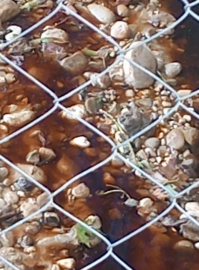 Πάτρα: Ερχονται έλεγχοι και βαριά πρόστιμα για τα σκουπίδια - «Χαβούζα» και πάλι ο ΧΥΤΑ Ξερόλακκας ΦΩΤΟ