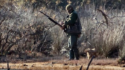 Αχαΐα: Αιχμές Οικολόγων για Αστυνομία, Δασαρχείο, στην λαθροϋλοτομία, λαθροθηρία του Εθνικού Πάρκου Στροφυλιάς