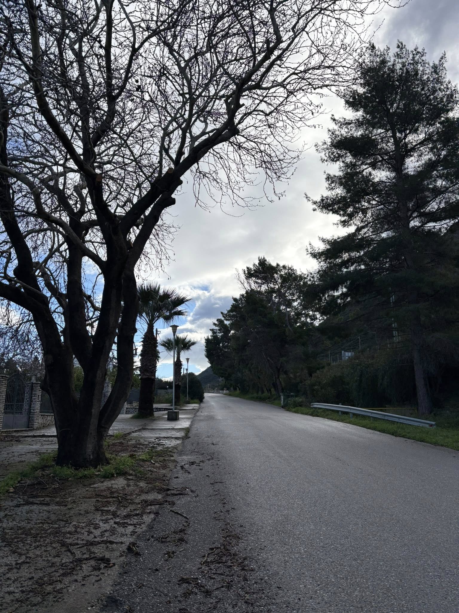 Ψαθόπυργος: Κλάδεψαν τους Πλατάνους για να περνάει το λεωφορείο ΦΩΤΟ