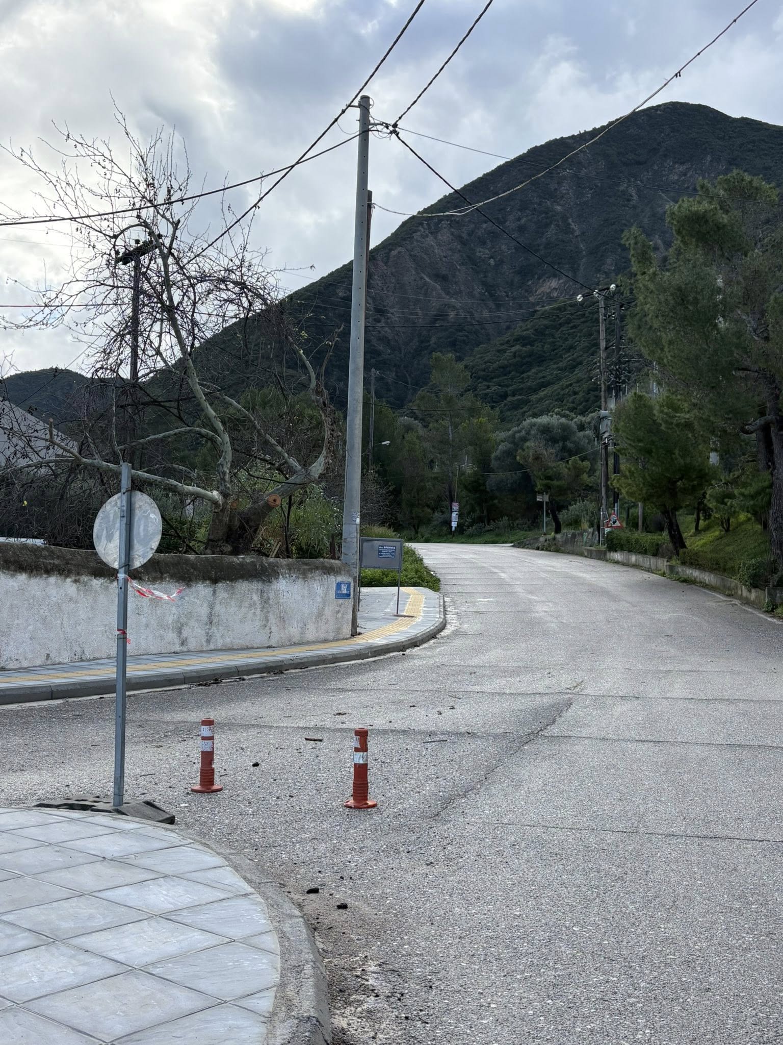 Ψαθόπυργος: Κλάδεψαν τους Πλατάνους για να περνάει το λεωφορείο ΦΩΤΟ