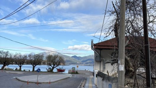 Ψαθόπυργος: Κλάδεψαν τους Πλατάνους για να περνάει το λεωφορείο ΦΩΤΟ