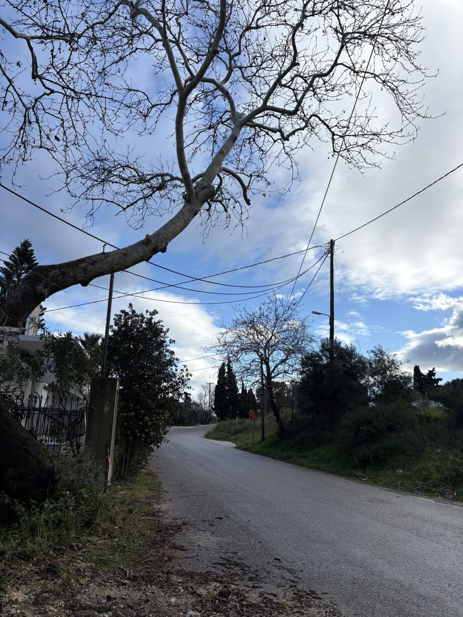 Ψαθόπυργος: Κλάδεψαν τους Πλατάνους για να περνάει το λεωφορείο ΦΩΤΟ