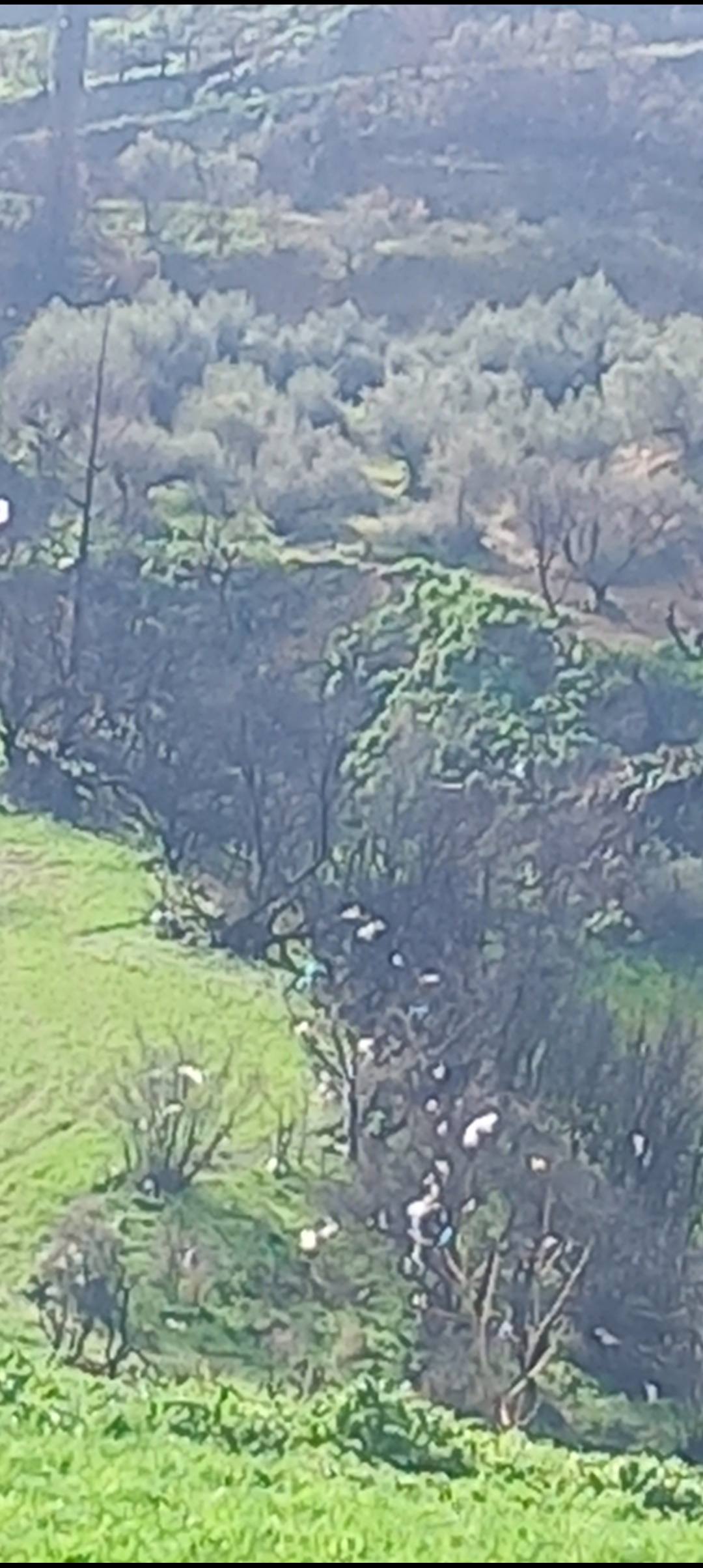 Πάτρα: Αγανακτισμένοι πάλι οι κάτοικοι με την βρωμιά του ΧΥΤΑ Ξερόλακκας ΦΩΤΟ