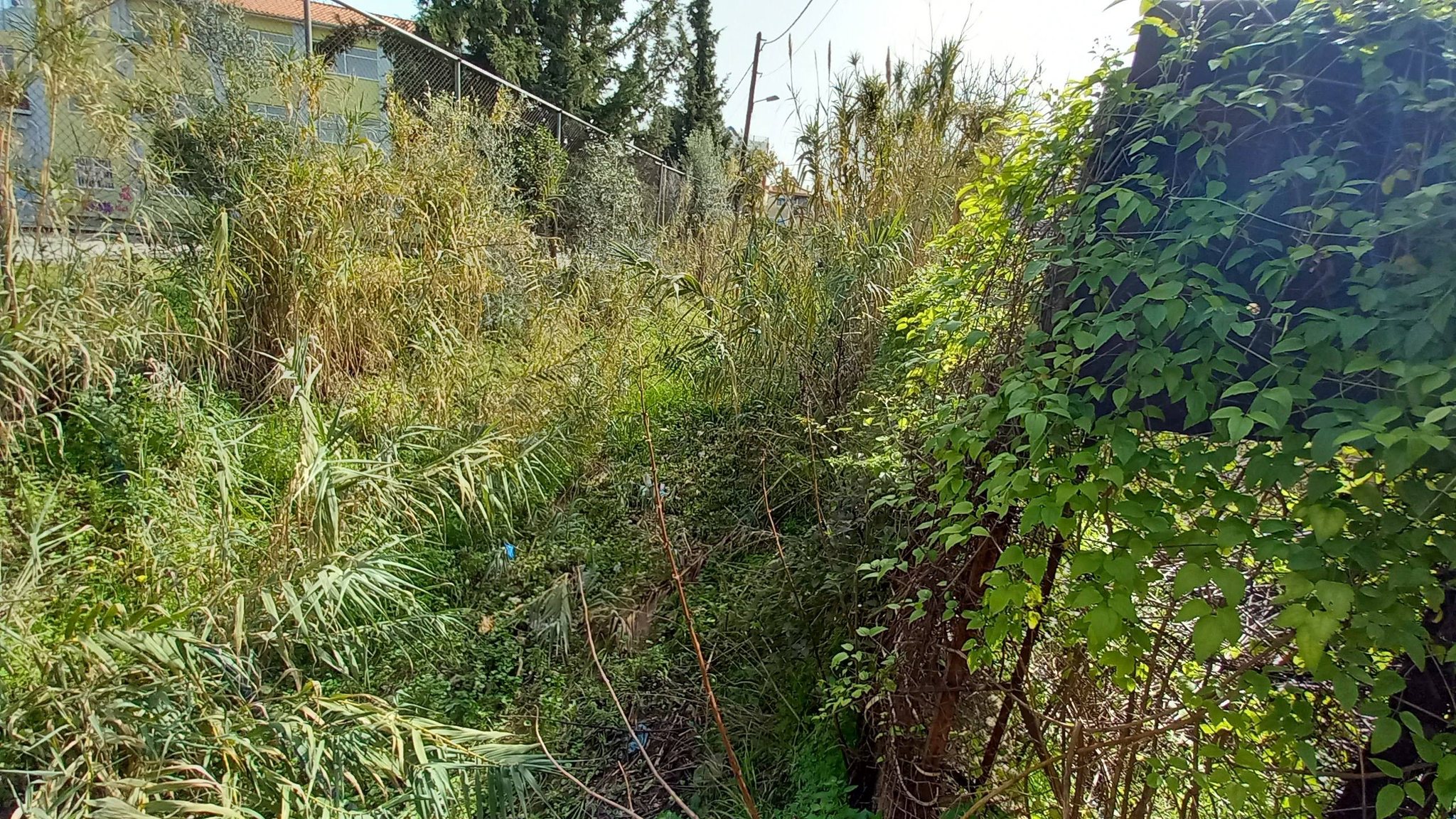 Πάτρα: «Ζούγκλα» και βρωμιά δίπλα σε σχολείο, για χρόνια ΦΩΤΟ 28 Πάτρα: «Ζούγκλα» και βρωμιά δίπλα σε σχολείο, για χρόνια ΦΩΤΟ