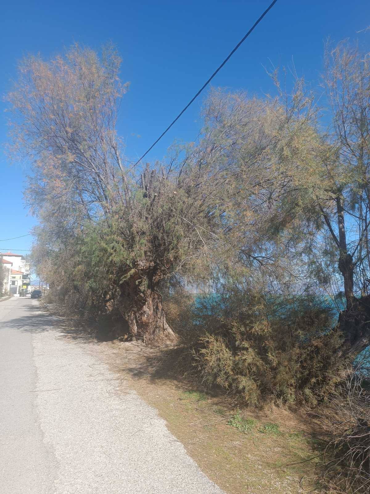 Αχαΐα: «Φάουλ» του ΔΕΔΔΗΕ σε δύο παραλίες ΦΩΤΟ 30 Αχαΐα: «Φάουλ» του ΔΕΔΔΗΕ σε δύο παραλίες ΦΩΤΟ