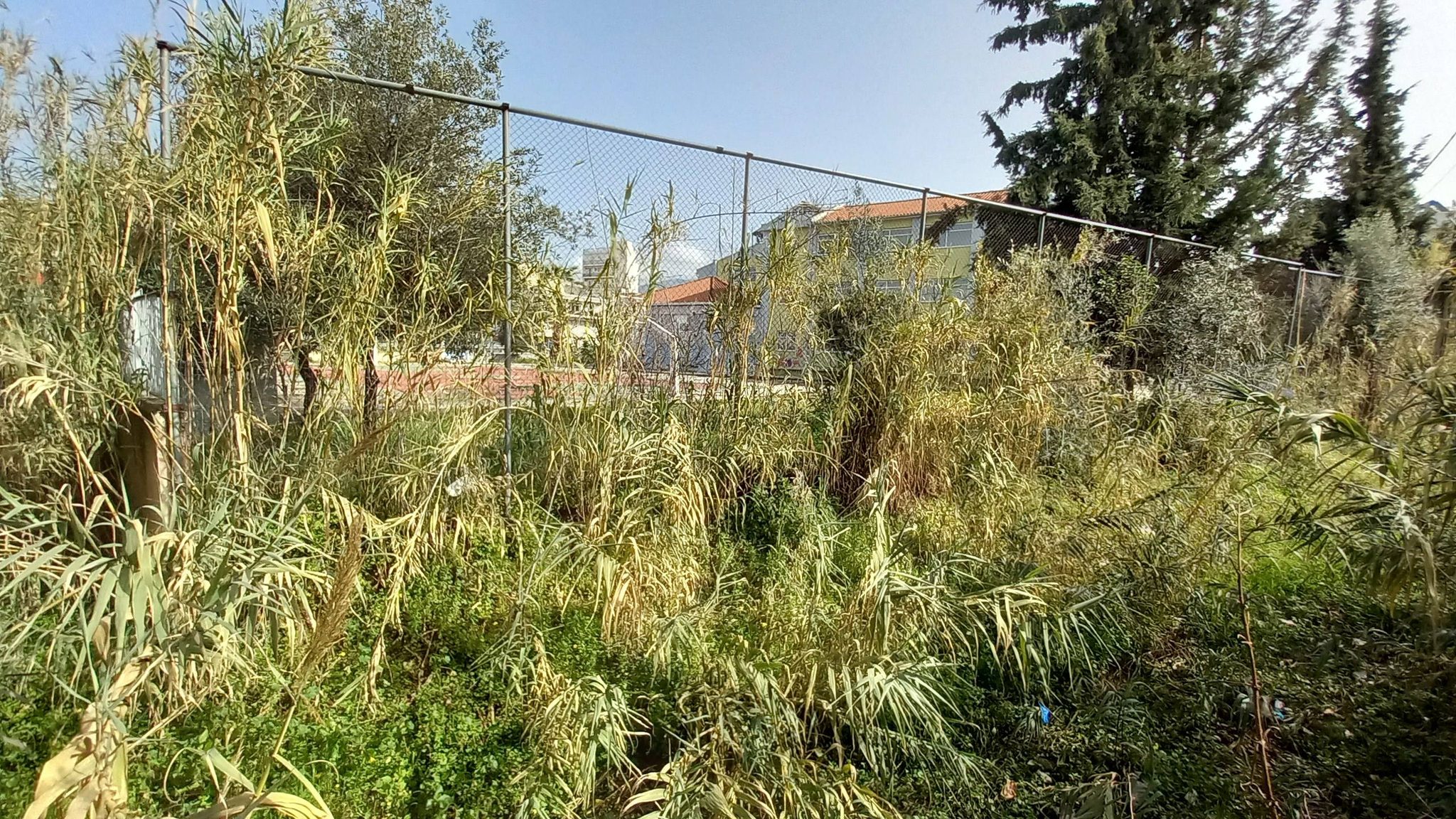Πάτρα: «Ζούγκλα» και βρωμιά δίπλα σε σχολείο, για χρόνια ΦΩΤΟ 31 Πάτρα: «Ζούγκλα» και βρωμιά δίπλα σε σχολείο, για χρόνια ΦΩΤΟ