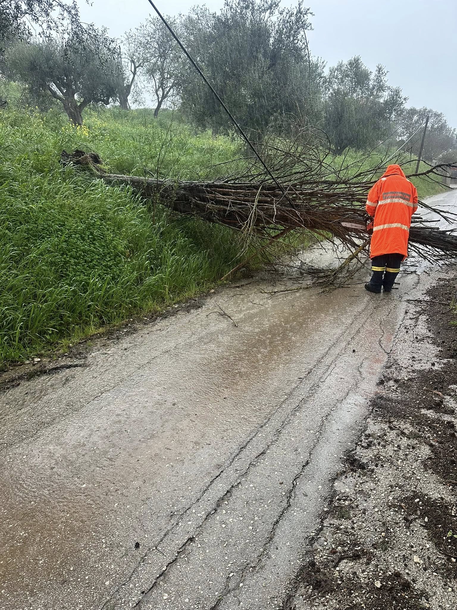 Λουσικά Αχαΐας: Πτώση δέντρου κινητοποίησε τις Αρχές ΦΩΤΟ