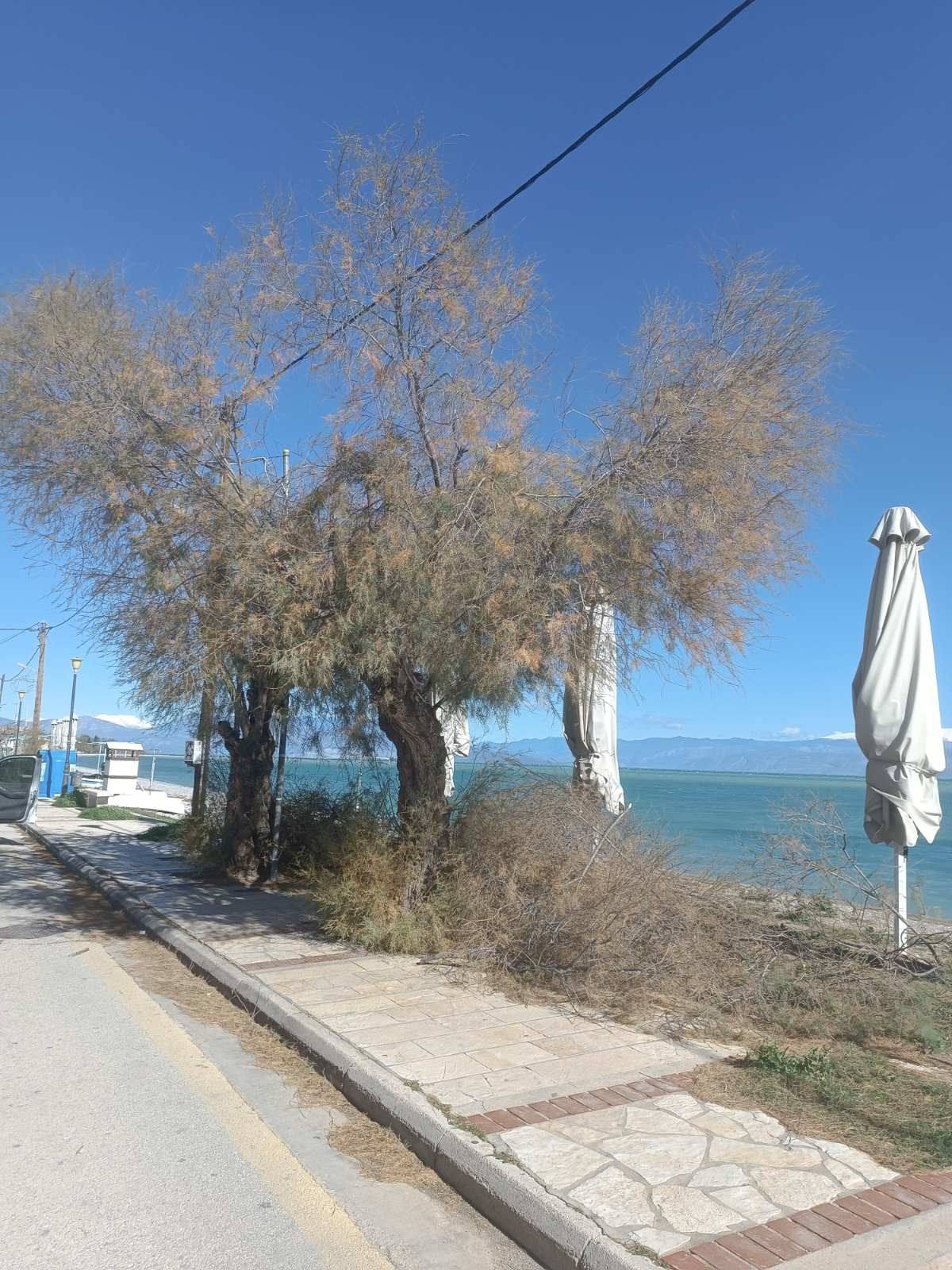 Αχαΐα: «Φάουλ» του ΔΕΔΔΗΕ σε δύο παραλίες ΦΩΤΟ 29 Αχαΐα: «Φάουλ» του ΔΕΔΔΗΕ σε δύο παραλίες ΦΩΤΟ