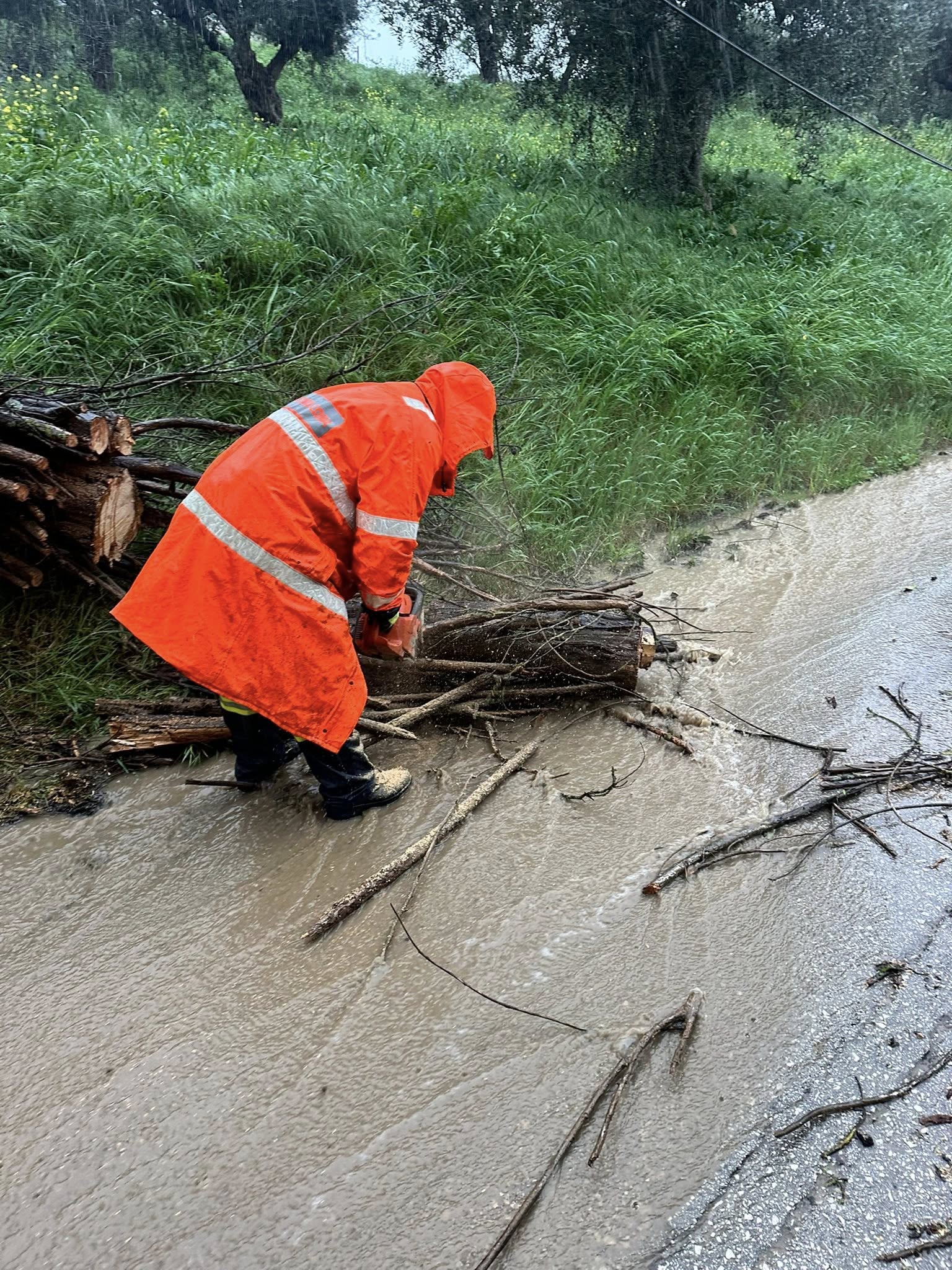 Λουσικά Αχαΐας: Πτώση δέντρου κινητοποίησε τις Αρχές ΦΩΤΟ