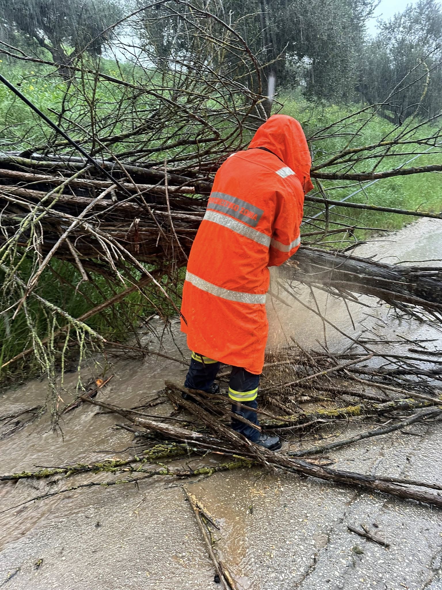 Λουσικά Αχαΐας: Πτώση δέντρου κινητοποίησε τις Αρχές ΦΩΤΟ